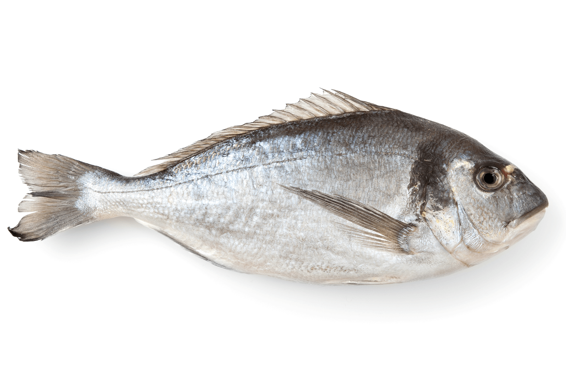 Fresh Atlantic gilthead sea bream
