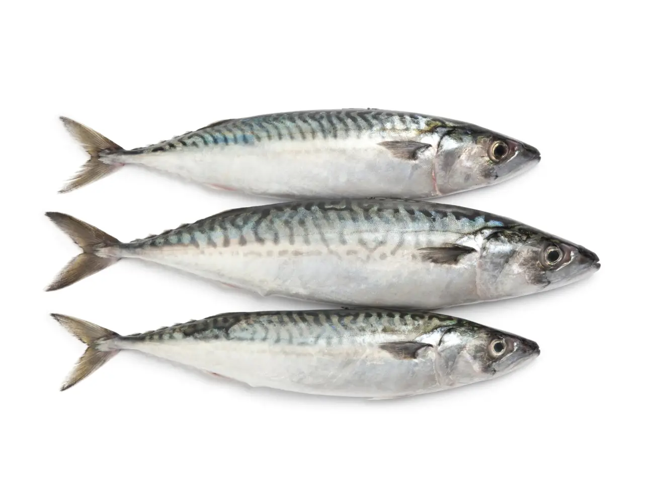 Fresh Atlantic mackerel